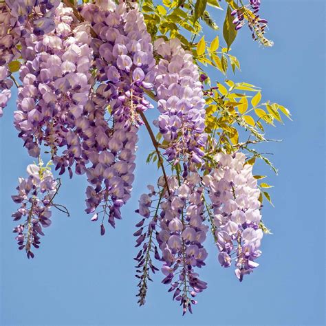 <p>Twining Stems</p>