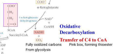 <ul><li><p>regulated with enzyme alpha-ketoglutarate dehydrogenase complex</p></li><li><p>the second oxidative decarboxylation step, transfer of C4 to CoA and forms a thioester high energy bond</p></li><li><p>now all tthe carbons from glycolysis are fully oxidized</p></li><li><p>take alpha-ketoglutarate, NAD+ and CoASH (coenzyme A that has acyl group and the sulfur part is reactive) to make NADH, CO2, and succinyl-CoA</p></li><li><p>energy capture step, irriverisble </p></li></ul><p></p>