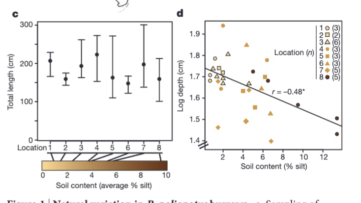 <p>c. entrance lengths were measured across different soil compositions and no significant differences were found across the different sample sites for P. polionotus</p><p>d. found a negative correlation between soil composition and burrow depth (deeper the burrow, longer the tunnel)</p>