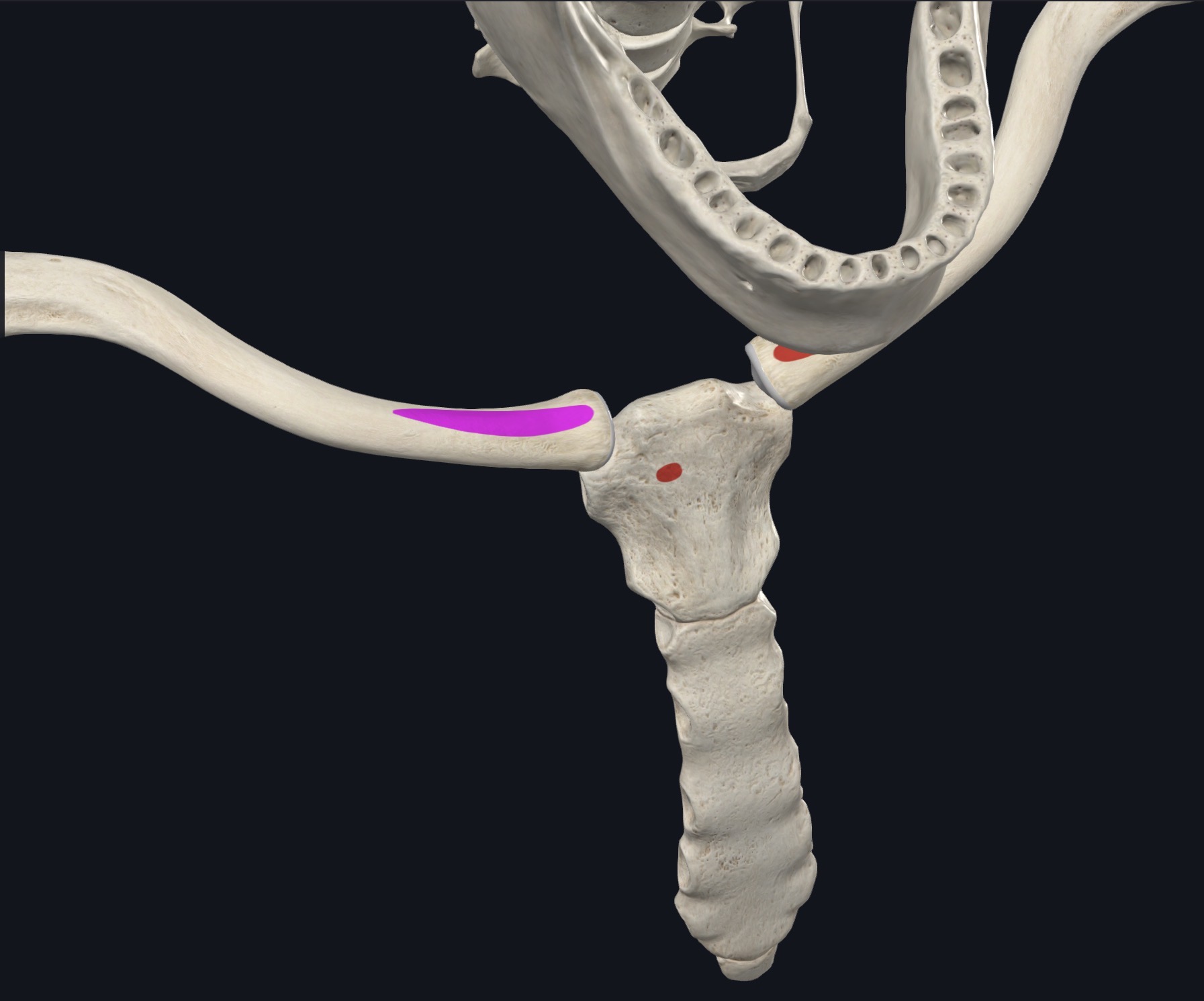 <p>Sternal head: Ant. surface of manubrium of sternum</p><p>Clavicular head: superior surface of medial third of clavicle</p>