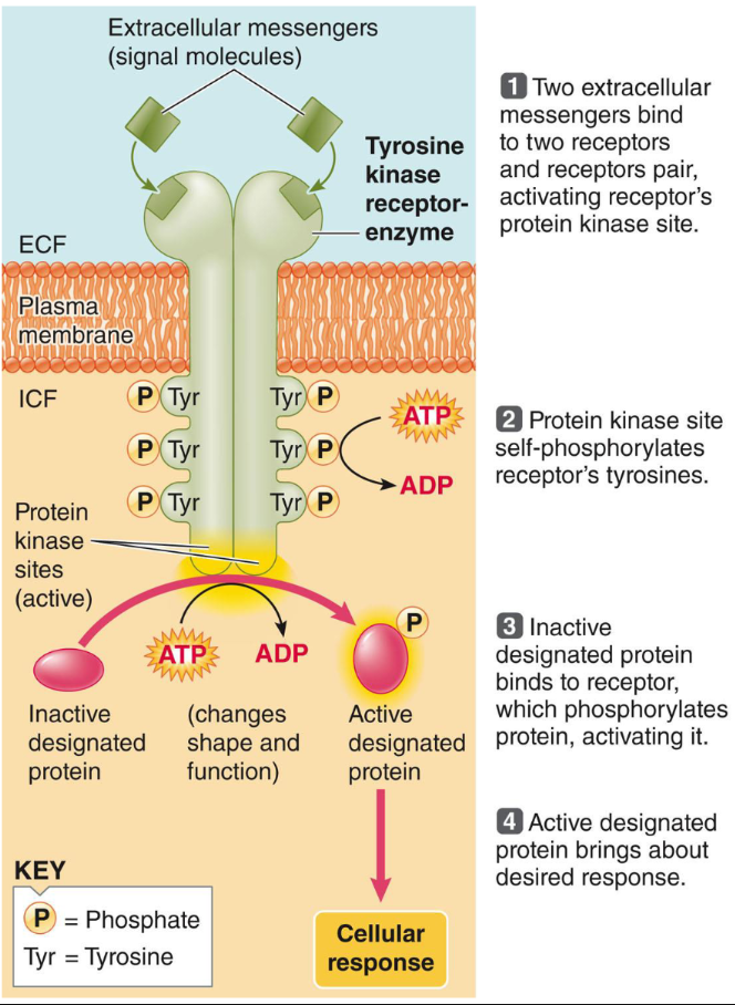 <p>1.) 2 extracellular messengers bind to 2 receptors, which activates receptor’s protein kinase site</p><p>2.) Protein Kinase site self- phosphorylates receptor’s tyrosines</p><p>3.) Inactive designated protein binds to receptor, which phosphorylates the protein, activating it</p>