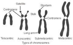 <p>centromere close to end</p>