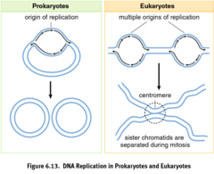 <p>Bacteria have circular dsDNA:</p><p>-form two circular molecules.</p><p>Eukaryotic formation: </p><p>One linear sequence requires multiple organ sites. As they move toward each other, sister chromatid are created and remain bound to centromere.</p>