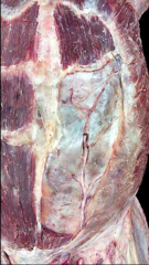 <p>Identify the structure</p>
