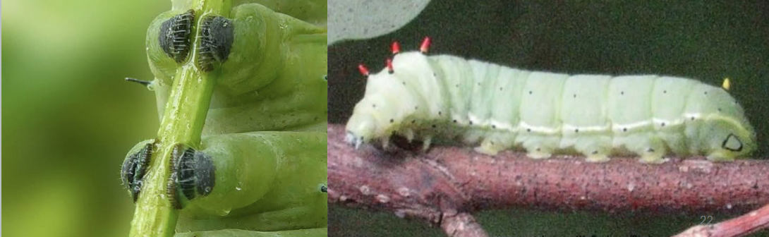 <ul><li><p>hydrostatic legs used by caterpillars + sawfly larvae</p></li><li><p>not articulated like thoracic legs</p></li></ul><p></p>