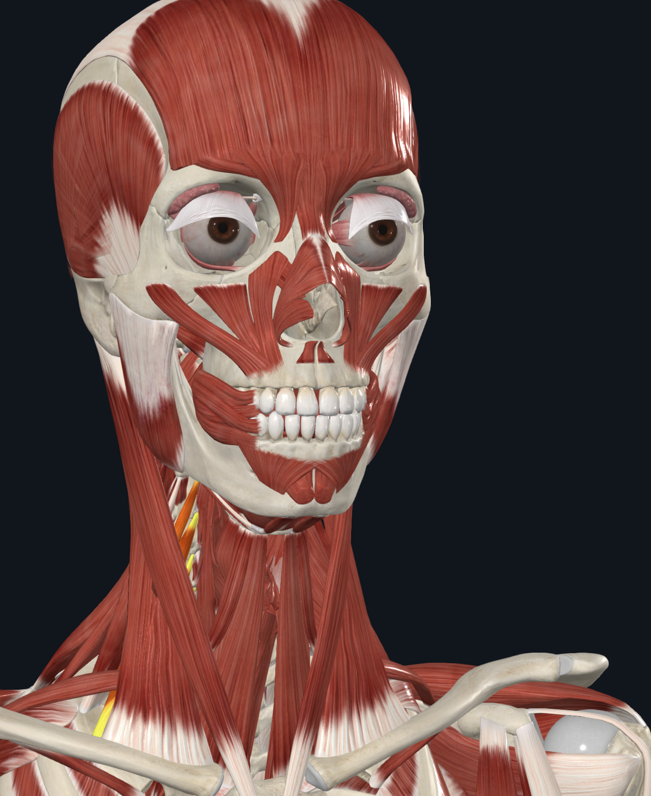 <p>scalene muscles</p>