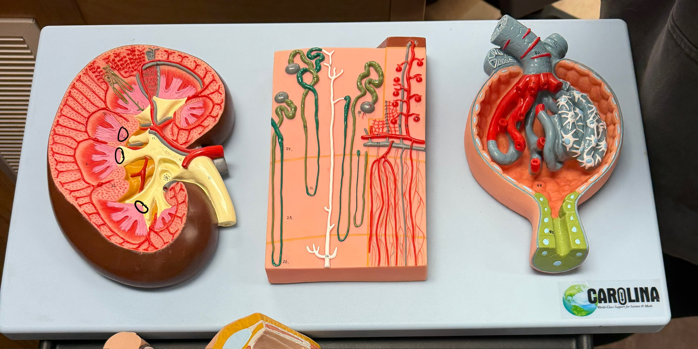 <p>name this structure</p>