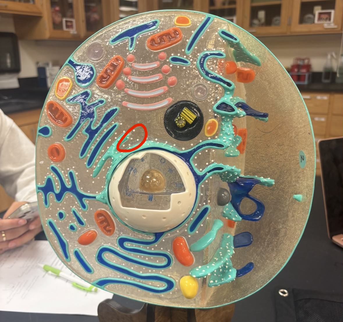 <p>Label the part of the cell</p>