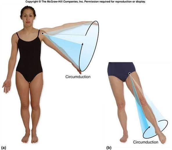 <p>moving a limb so <strong>the end of it draws a circle</strong></p><ul><li><p>detail: moving a limb in a circle creates a <em>cone in space</em></p></li><li><p>example: doing <u>windmill exercises</u> with your arm</p></li></ul><p></p>