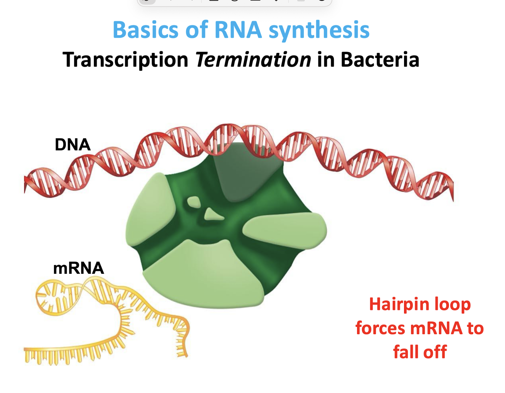 <p>It destabilizes the RNA polymerase complex, causing release of the RNA.</p>
