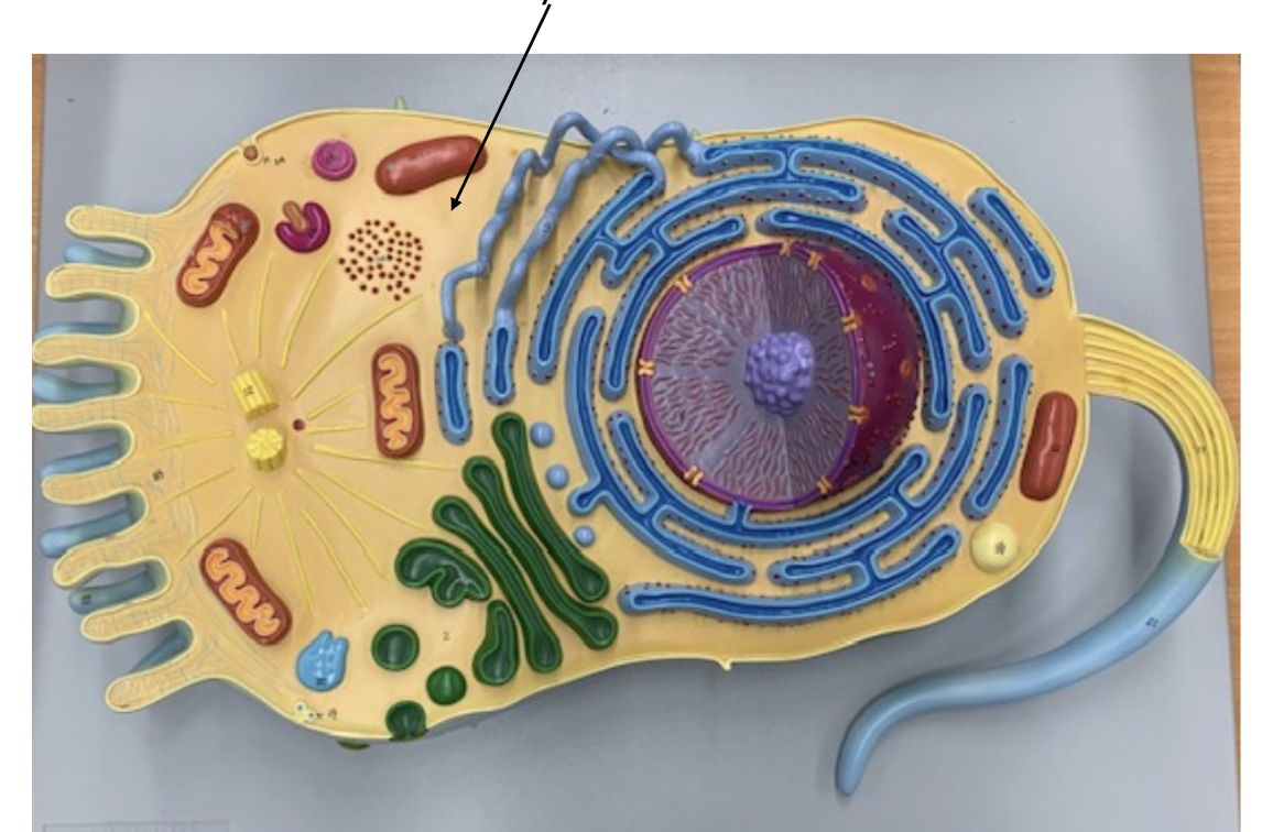 <p>What Organelle is this ?</p>