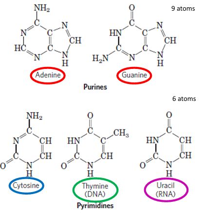 <ul><li><p>Both <strong>DNA and RNA</strong> contain the <strong>purines</strong>:</p><ul><li><p><strong>Adenine (A)</strong></p></li><li><p><strong>Guanine (G)</strong></p></li></ul></li><li><p>Both also contain the pyrimidine:</p><ul><li><p><strong>Cytosine (C)</strong></p></li></ul></li><li><p>The difference is:</p><ul><li><p><strong>DNA</strong> → <strong>Thymine (T)</strong></p></li><li><p><strong>RNA</strong> → <strong>Uracil (U)</strong></p></li></ul></li></ul><p></p>