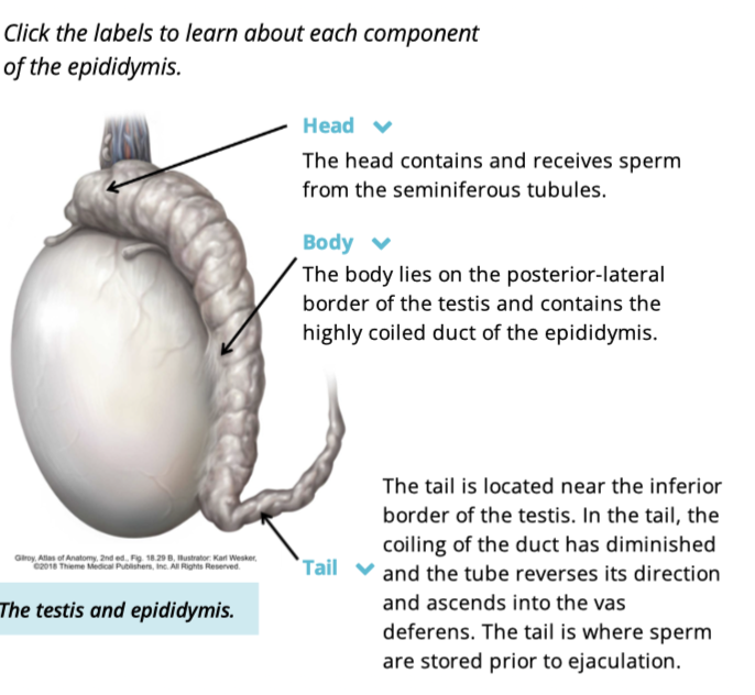 <ul><li><p>Head</p><ul><li><p>contains + recieves sperm </p></li></ul></li><li><p>body</p><ul><li><p>contains highly coiled duct </p></li></ul></li><li><p>tail </p><ul><li><p>where sperm are stored prior to ejaculation </p></li></ul></li></ul><p></p>