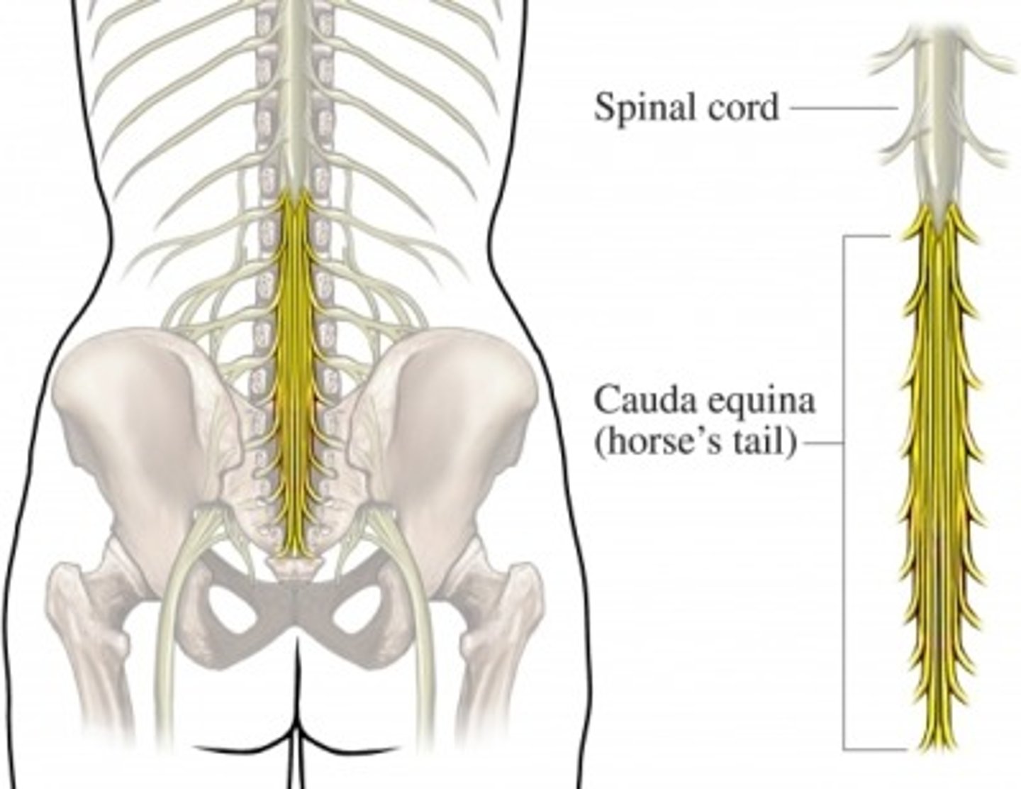 <p>Bundle of nerve roots below L2</p>
