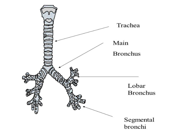 <p>Present inside each lung</p><ul><li><p>Three in the right lung </p></li><li><p>Two in the left lung (due to the position of the heart)</p></li></ul><p></p>