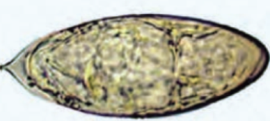 <p>ID the egg</p>