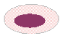 <ul><li><p><span style="font-family: "Century Gothic";">red blood cells = oval cells w/ central, oval nucleus; cells transport O2 from gills to tissue and transport CO2 away from tissues</span></p></li></ul><p></p><ul><li><p><span style="font-family: "Century Gothic";">O2 carried by haemoglobin as in mammals</span></p></li><li><p><span style="font-family: "Century Gothic";">cytoplasm = pinkish</span></p></li><li><p><span style="font-family: "Century Gothic";">organelles lost in mature cell</span></p></li><li><p><span style="font-family: "Century Gothic";">younger cells more basophilic aka blue and are rounder</span></p></li></ul><p></p>