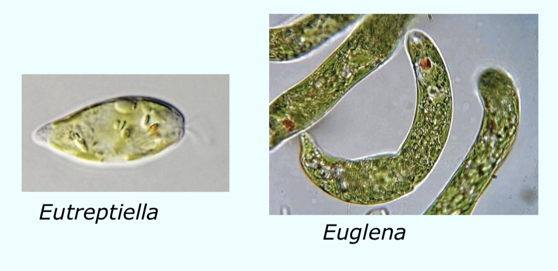 <p>What are these?</p>