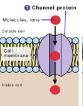 <p>allow 3 billion water molecules to pass through the plasma membrane per second</p>