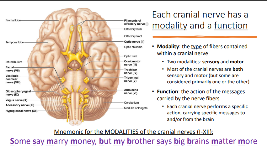 <p>Cranial Nerve Modality + Function </p>