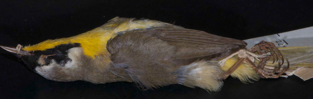<p>Common Yellowthroat </p>