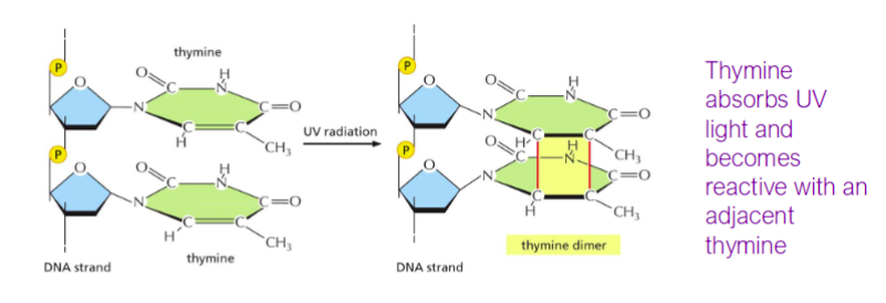 <p><span>Covalent linkages between adjacent pyrimidine bases (usually thymine), often caused by UV light</span></p>