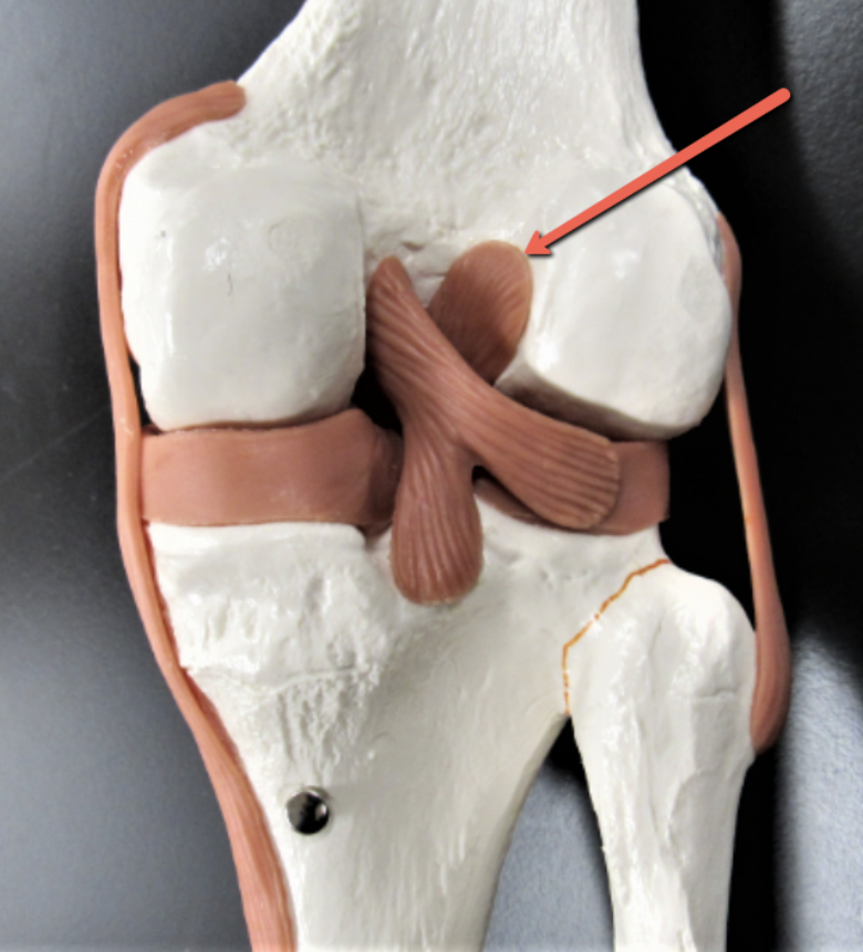 <p><span><strong>Identify the structure indicated by the pointer.</strong></span></p>