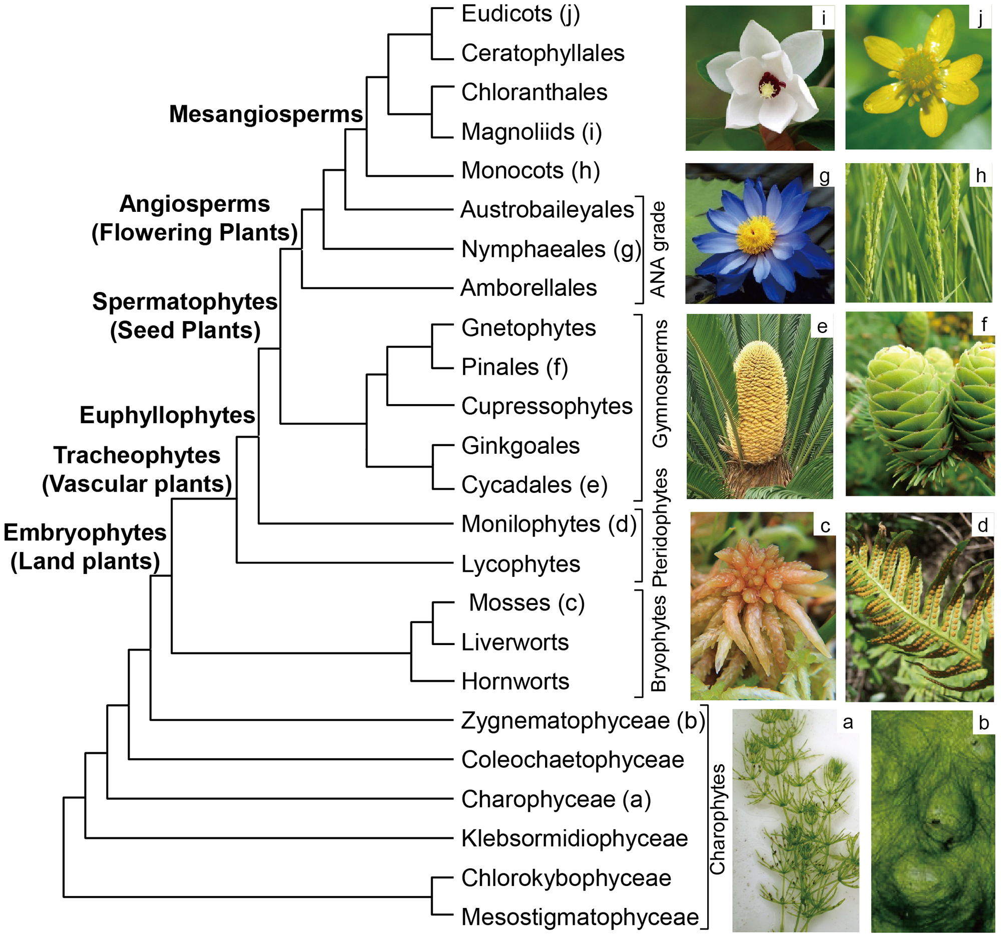 <p>Phylogenetic systematics</p>