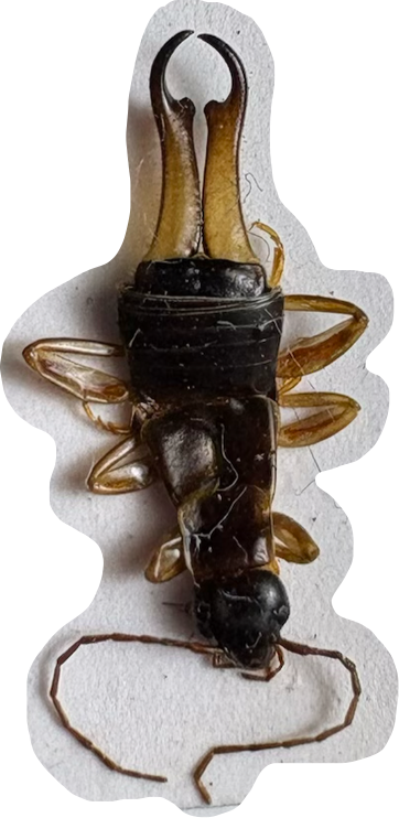 term image