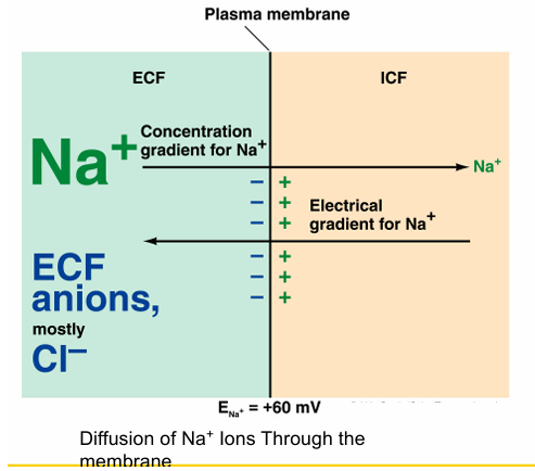 <ol><li><p>Na+ tends to move into the cell</p></li><li><p>Inside of the cell becomes more positive</p></li><li><p>Electrical gradient tends to move Na+ out the cell</p></li><li><p>Electrical gradient counterbalances concentration gradient</p></li><li><p>No further net movement of Na+ occurs</p></li></ol><p></p>