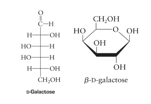 <p>Synthesize in the mammary glands and transform into lactose, the sugar found in milk. Also present in the nerve tissue</p><p></p>