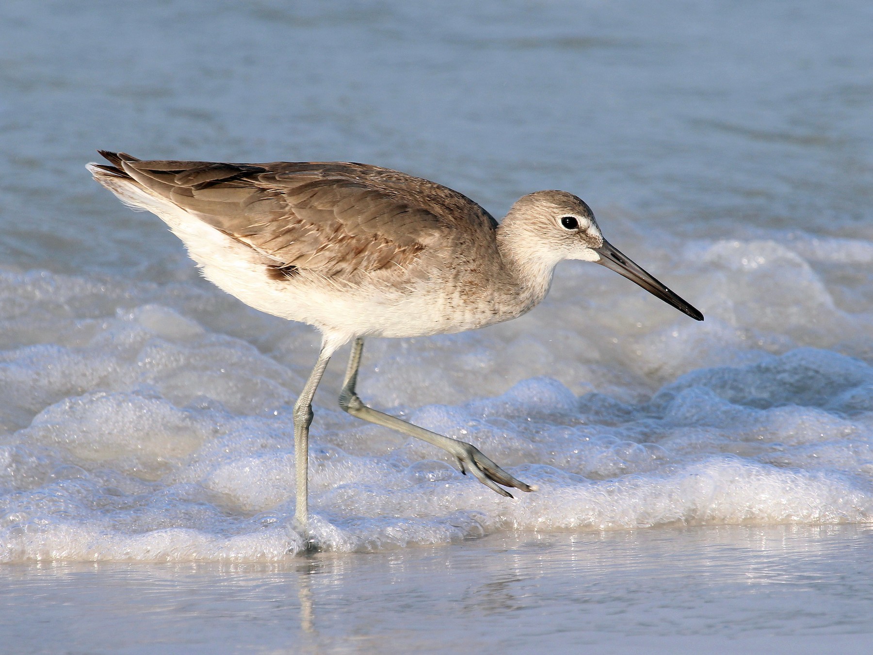 <p>Order Charadriiformes Family Scolopacidae</p>