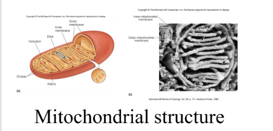<p>mitochondria</p>