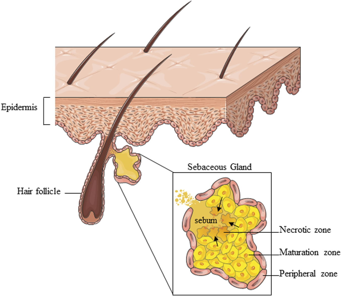 <p>It makes sebaceous fluid to maintain the hair structure. </p>