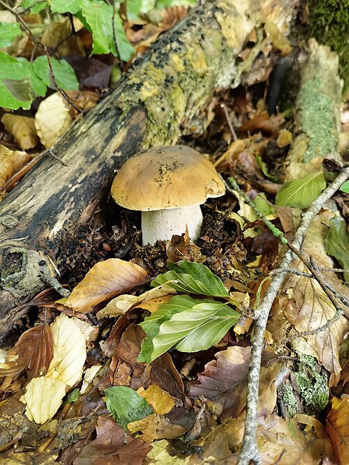 <ul><li><p>Thick brown bun-shaped cap</p></li><li><p>Sponge pores instead of gills</p></li><li><p>Bulky pale stalk with net pattern</p></li><li><p>Found summer–fall near conifers</p></li><li><p>Choice edible mushroom</p></li><li><p>Can be confused with bitter boletes</p></li></ul><p></p>