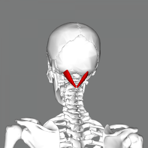 <p>O: Spinous process of C2</p><p>I: Medial to the superior oblique on the occipital bone</p><p>N: Suboccipital nerve</p><p>Fx: Extension and rotation of the head</p>