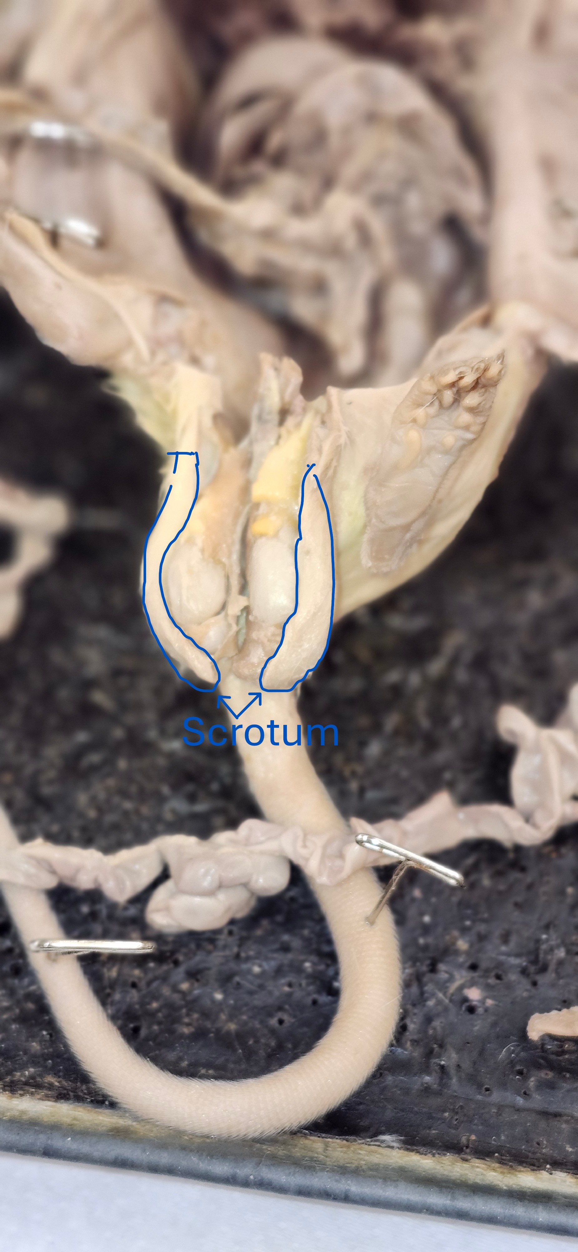 <p>scrotum</p>