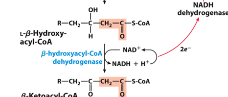 <p>What happens to NAD+ in the secon oxidation step </p>