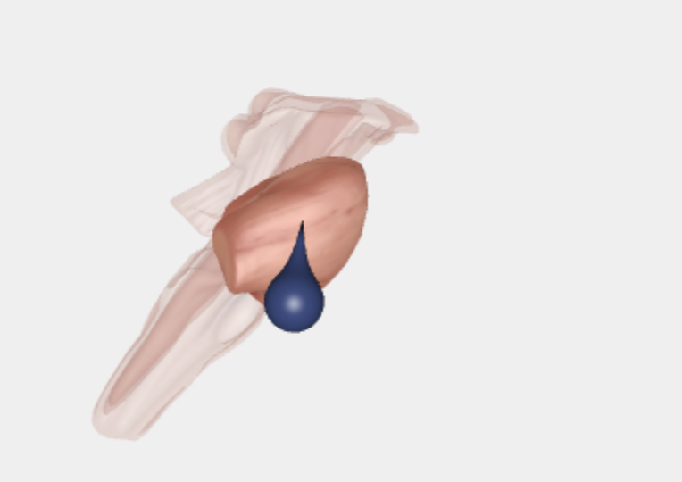 <p>Det er den mellemste del af hjernestammen, som forbinder storhjernen, lillehjernen og rygmarven. Den fungerer som en vigtig "bro" for nervebaner og styrer blandt andet søvn, respiration og balance. </p>