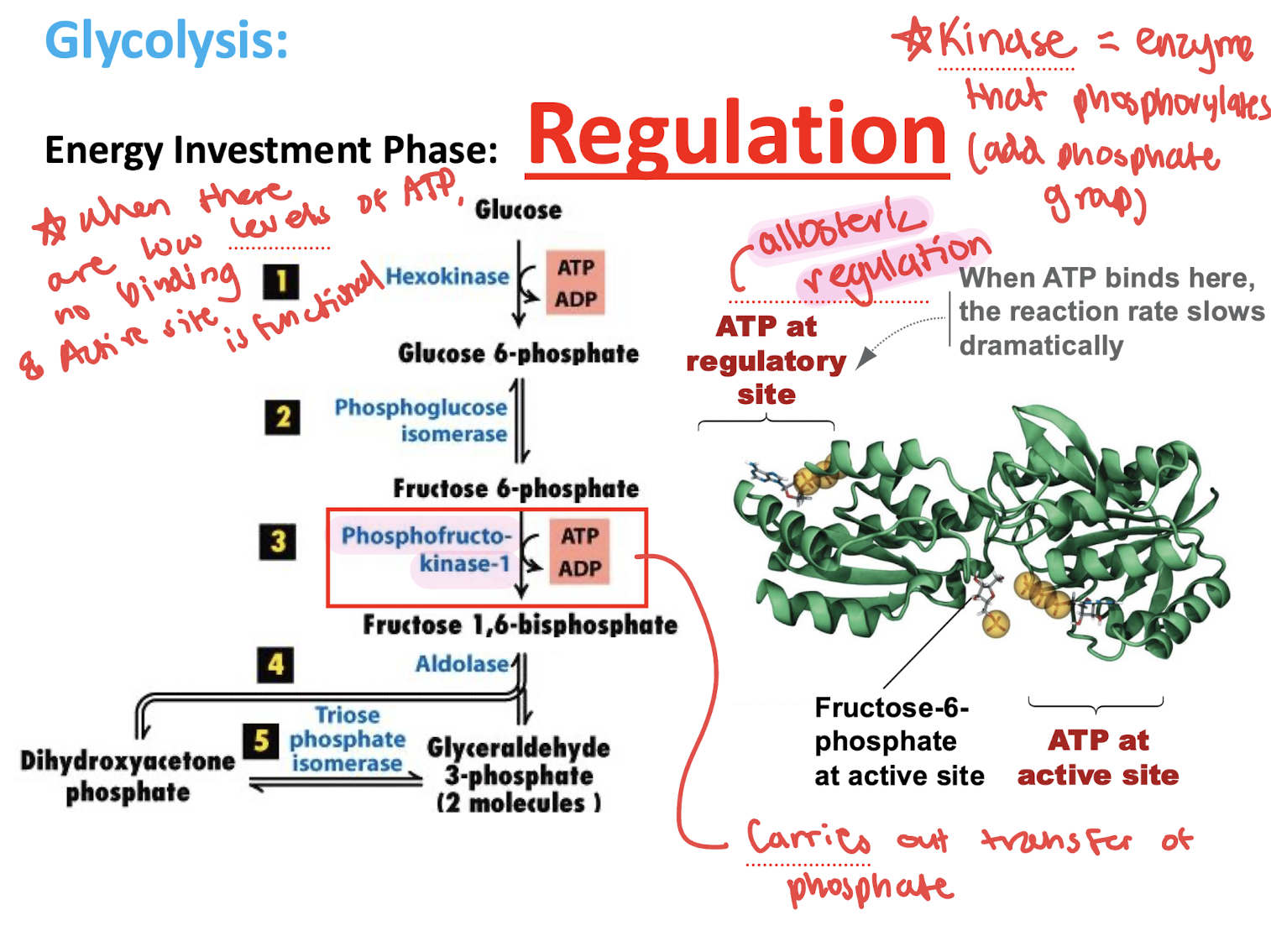 <ul><li><p>Allosteric regulation! </p></li><li><p>ATP binds to regulatory site (NOT ACTIVE SITE)</p></li><li><p>When ATP levels are low, no binding &amp; Active site is functional </p></li></ul><p></p>