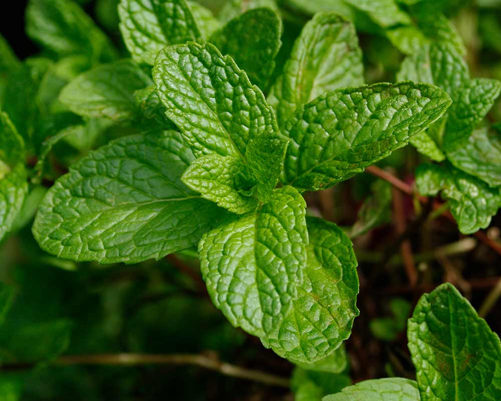 <p><strong>Common Name</strong>: Yerba buena, spearmint</p><p><strong>Parts Used</strong>: Leaves</p><p><strong>Use/s</strong>: <span style="background-color: transparent; font-family: "Helvetica Neue", sans-serif;">Pain relief following post-excision biopsy, post-dental extraction, post-episiotomy, and post-circumcision; analgesic, antinociceptive, antiseptic, anticancer, diuretic, antispasmodic, antiemetic</span></p><p><strong>Major Metabolites</strong>: Piperitenone oxide,  3-oxygenated monoterpenes, menthalactone <strong><u>(terpenoids)</u></strong>, phenolic compounds</p>