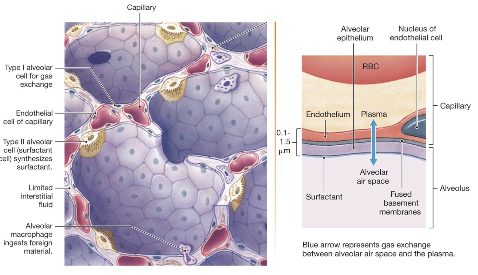 <ol><li><p>large surface area (about the area of a tennis court if you unravel all of it)</p></li><li><p>short diffusion distance (only 1 epithelial cell thick and 80-90% of the external surface is surrounded by capillaries)</p></li><li><p>large concentration gradient (always replenished)</p></li></ol><p></p>