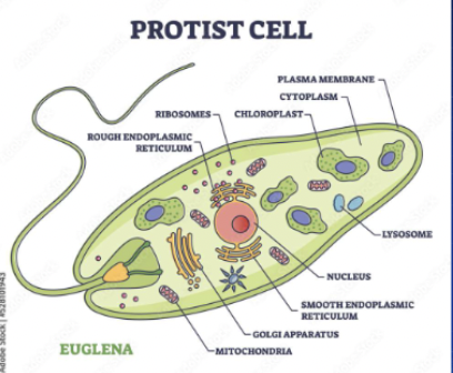 <p>What are key cellular features of protists?</p>