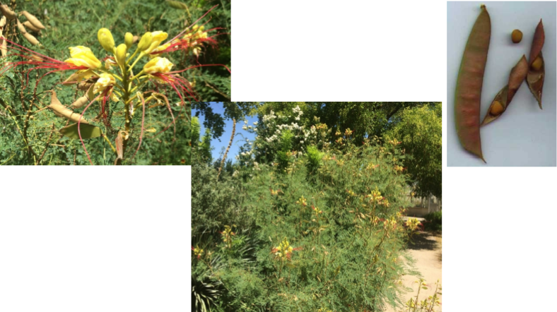 <p>Desert Bird of Paradise (C.g)</p>