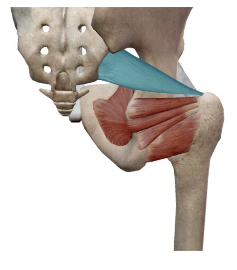 <p>What is the muscle name, its origin, its insertion, its action, and its innervation?</p>