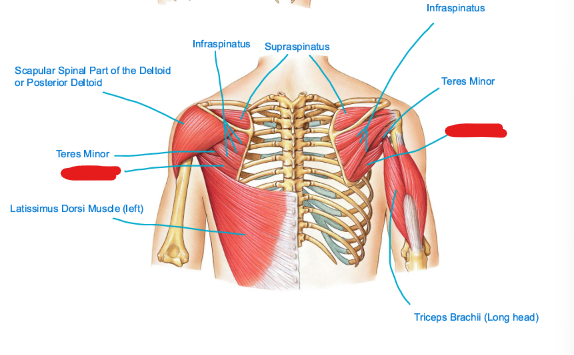 <p>A muscle located below the teres minor, it aids in shoulder adduction, extension, and internal rotation. This muscle is involved in the <strong>shoulder joint</strong> (glenohumeral). <u>Locate what’s in red!</u></p>