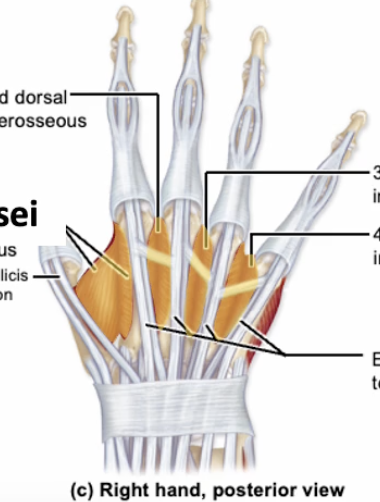 <p>Name muscle</p>