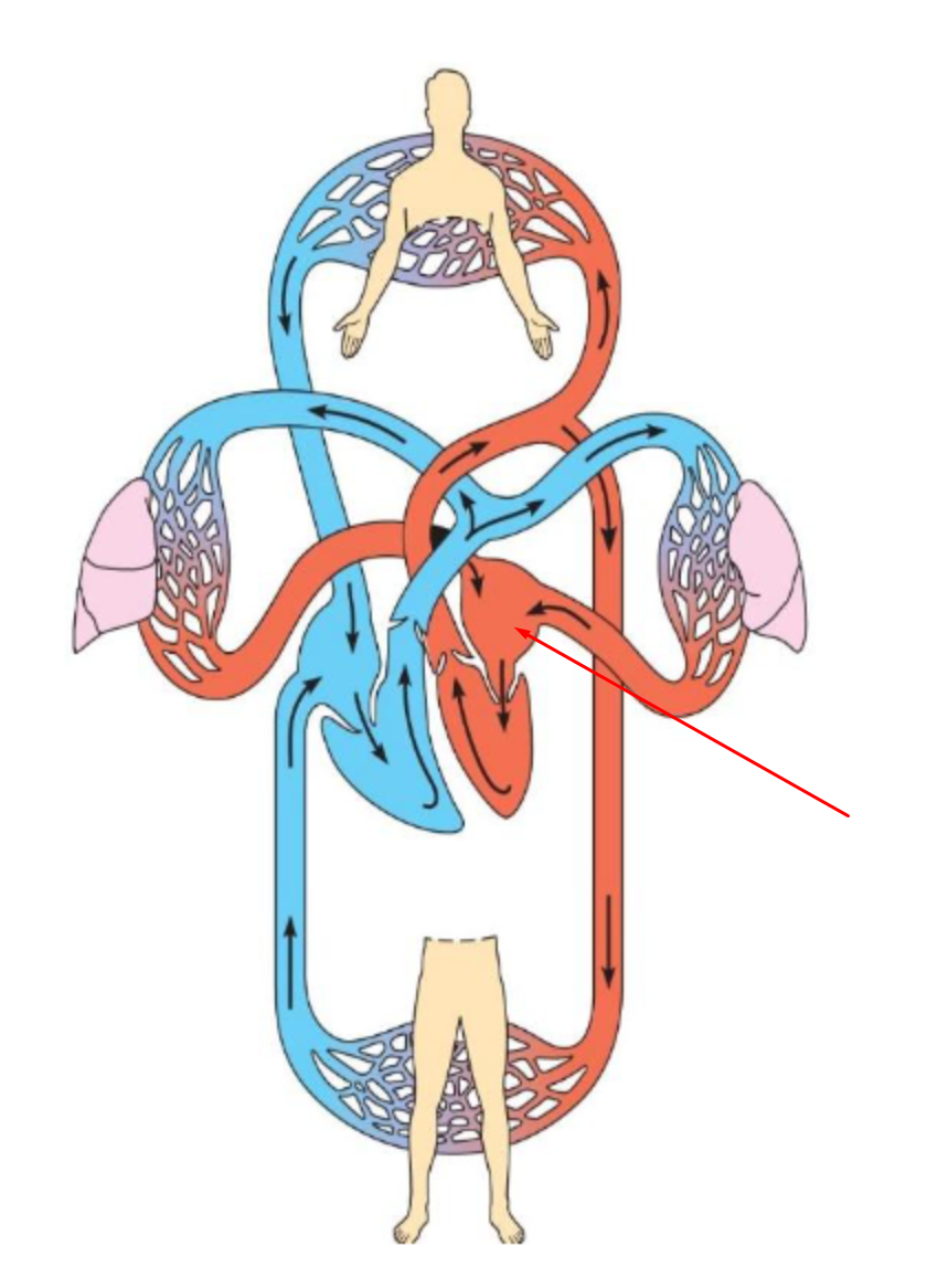 <p>identify and define</p>