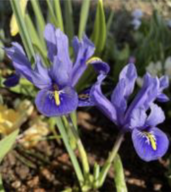 <p>Dwarf Dutch Iris</p>