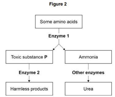 <ul><li><p>Maple syrup urine disease (MSUD) is a rare inherited human condition. </p></li><li><p>MSUD is usually diagnosed early in childhood and can be controlled by having a low-protein diet. </p></li><li><p>Figure 2 shows chemical reactions involved in the normal breakdown of some types of amino acid inside body cells.</p></li><li><p>A person with MSUD cannot make Enzyme 2.</p></li><li><p>One of the final products shown in Figure 2 is urea. </p></li></ul><p>Where in the human body are the reactions shown in Figure 2 most likely to occur? [1 mark]</p>